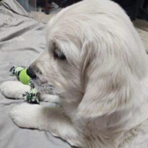 Complete Dog Care Guide