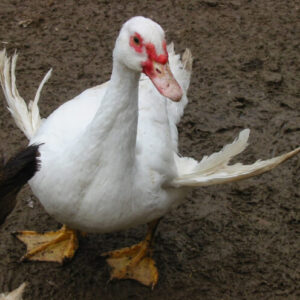 Common Duck Diseases: Symptoms, Prevention & Treatment