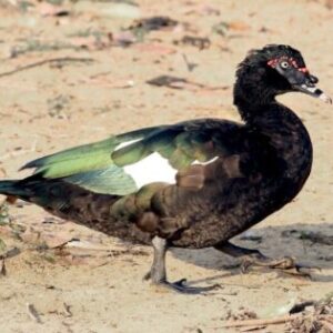 The Abuse of Muscovy Ducks in Florida