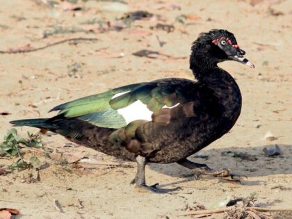 Read more about the article The Abuse of Muscovy Ducks in Florida