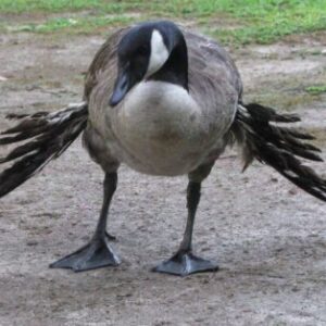 Common Goose Diseases : Symptoms, Prevention & Treatment