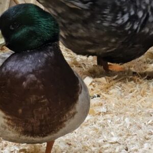 Complete Duck Care Guide