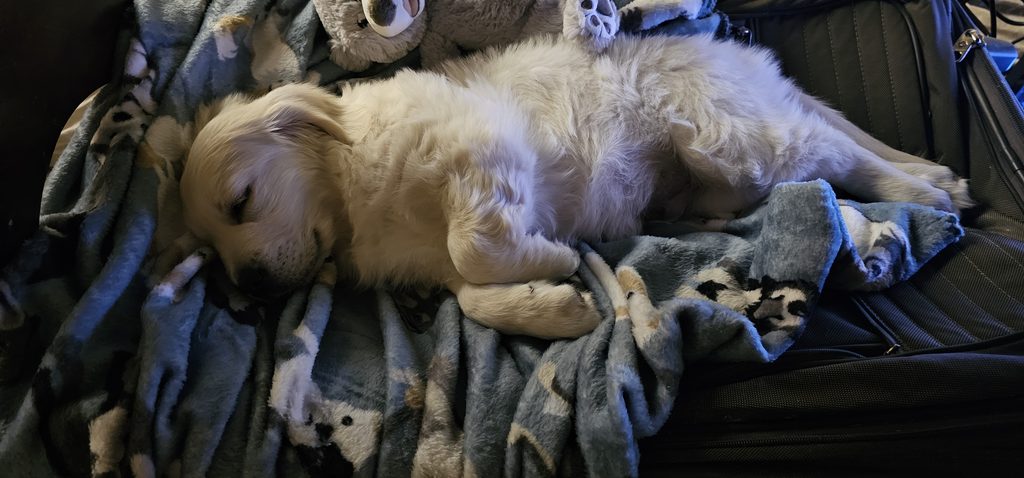 dog receiving daily care guide