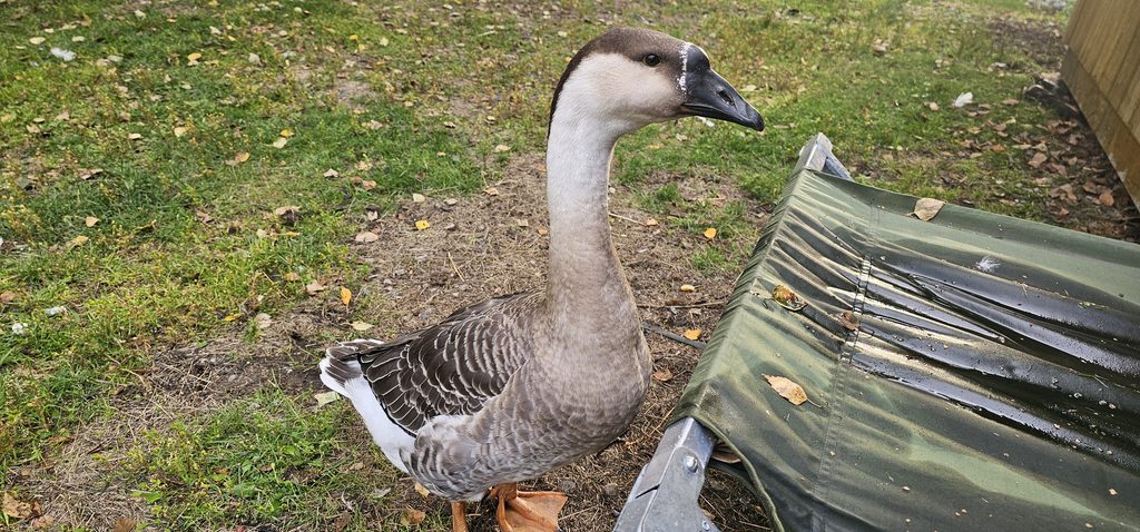 pet goose outdoors care guide