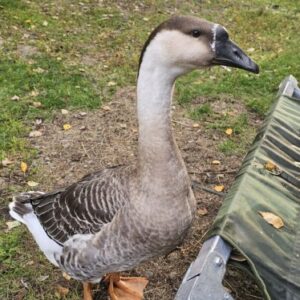 Complete Geese Care Guide