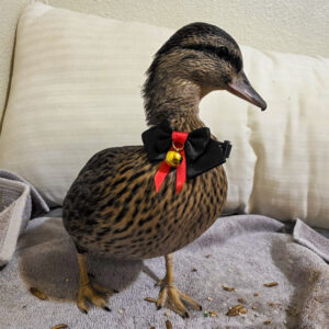 Duck Care Guide : Enclosure, Predator Protection, Bonding