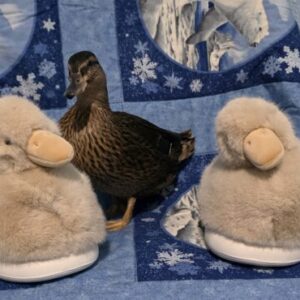 Duck Feeding & Nutrition Guide