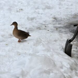 How to Care for Ducks: Winter Care, Companionship, Health