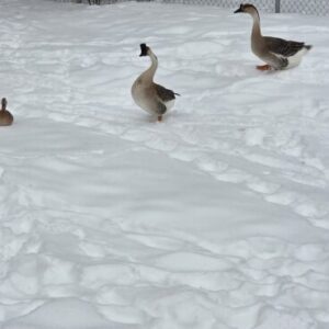 Goose Care Guide: Behaviors, Aggression & Social Life
