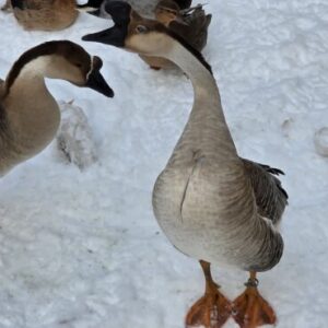 Goose Care