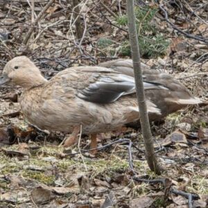 The Avian Flu Guide