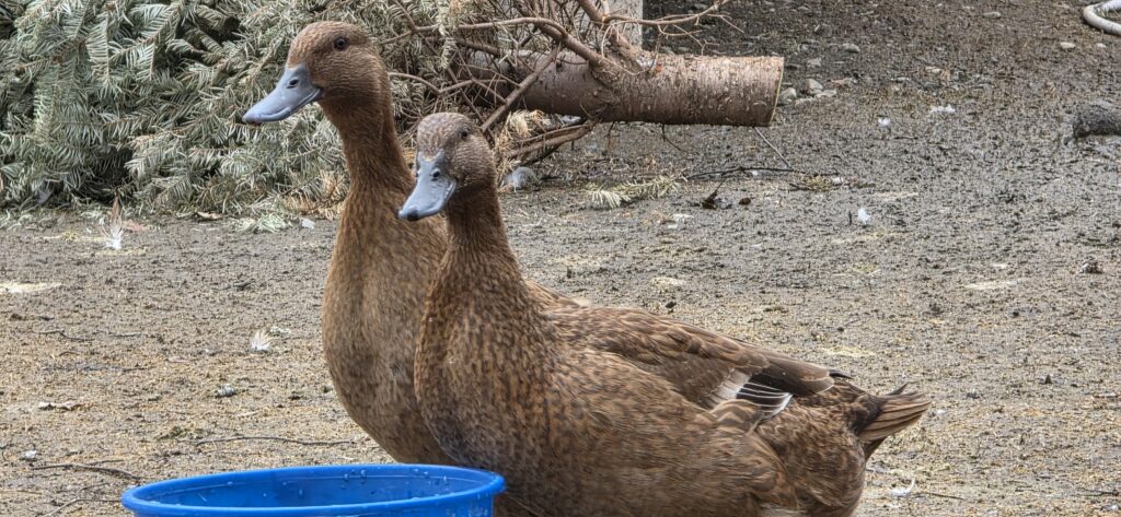 pet duck receiving proper care guide