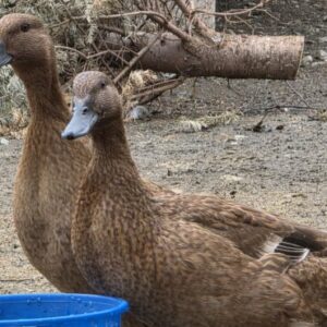 Duck Care