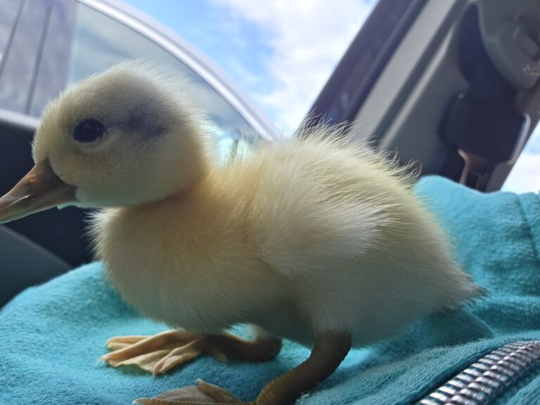 Read more about the article I Euthanized Your Duck Today
