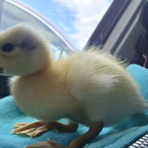 I Euthanized Your Duck Today