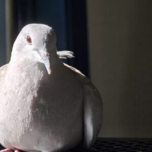 Complete Dove Care Guide