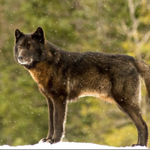 An Alaska Wolf Name Romeo