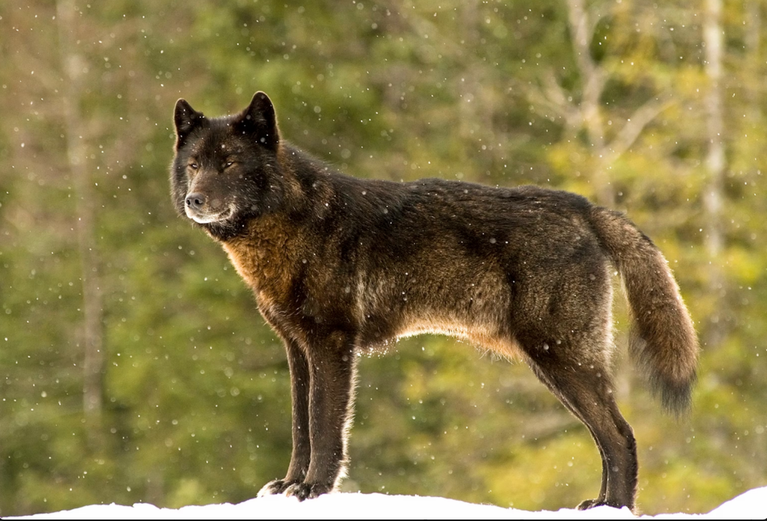 Read more about the article An Alaska Wolf Name Romeo