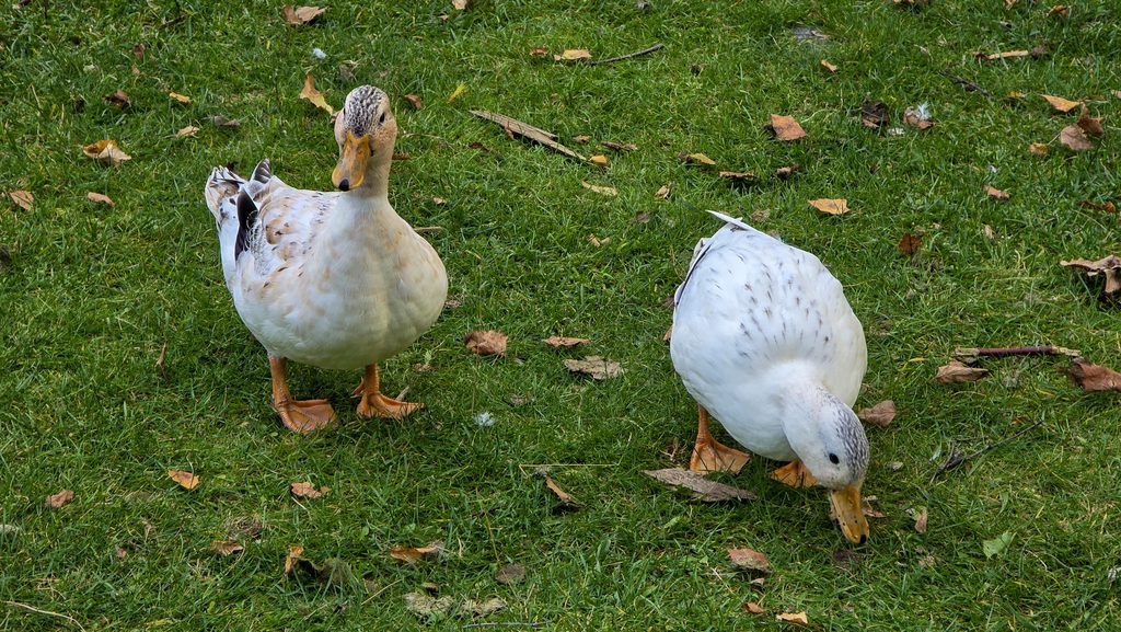 Call ducks