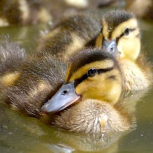 The Dangers of Releasing Baby Birds Imprinted on Humans