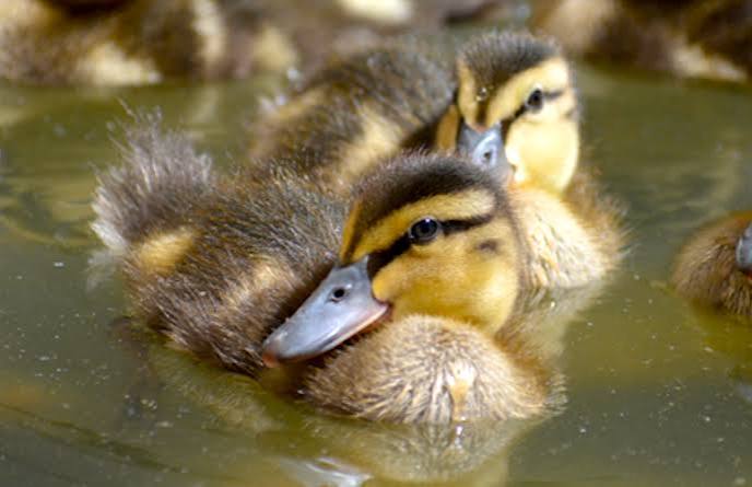 Read more about the article The Dangers of Releasing Baby Birds Imprinted on Humans