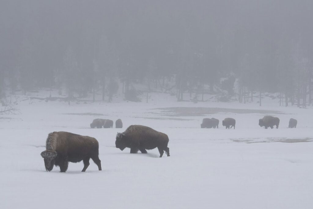 Life In Wyoming